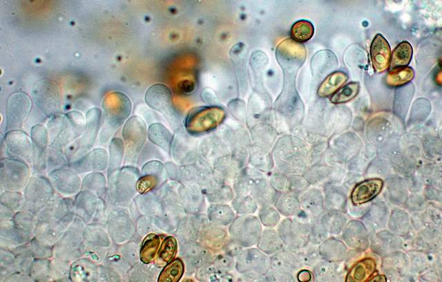 Galerina spec.  Cod. DSCN 5061